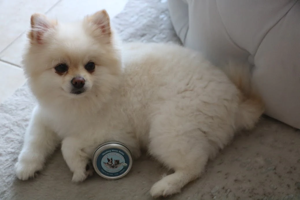 Choose from and Purchase the Best Natural Sunscreen for Dogs at Petcords USA