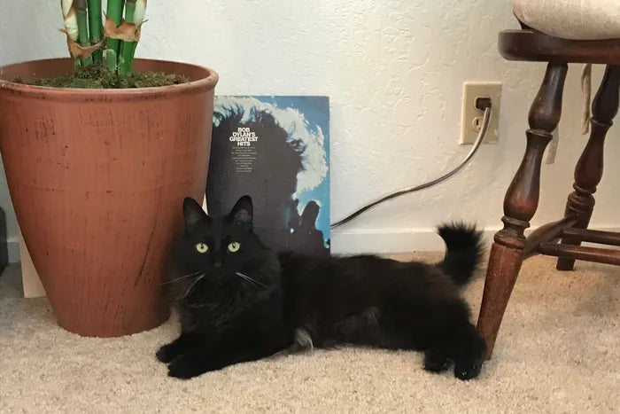 My Cord-Chewing Cat Can’t Chew Through This Petproof Cord Cover