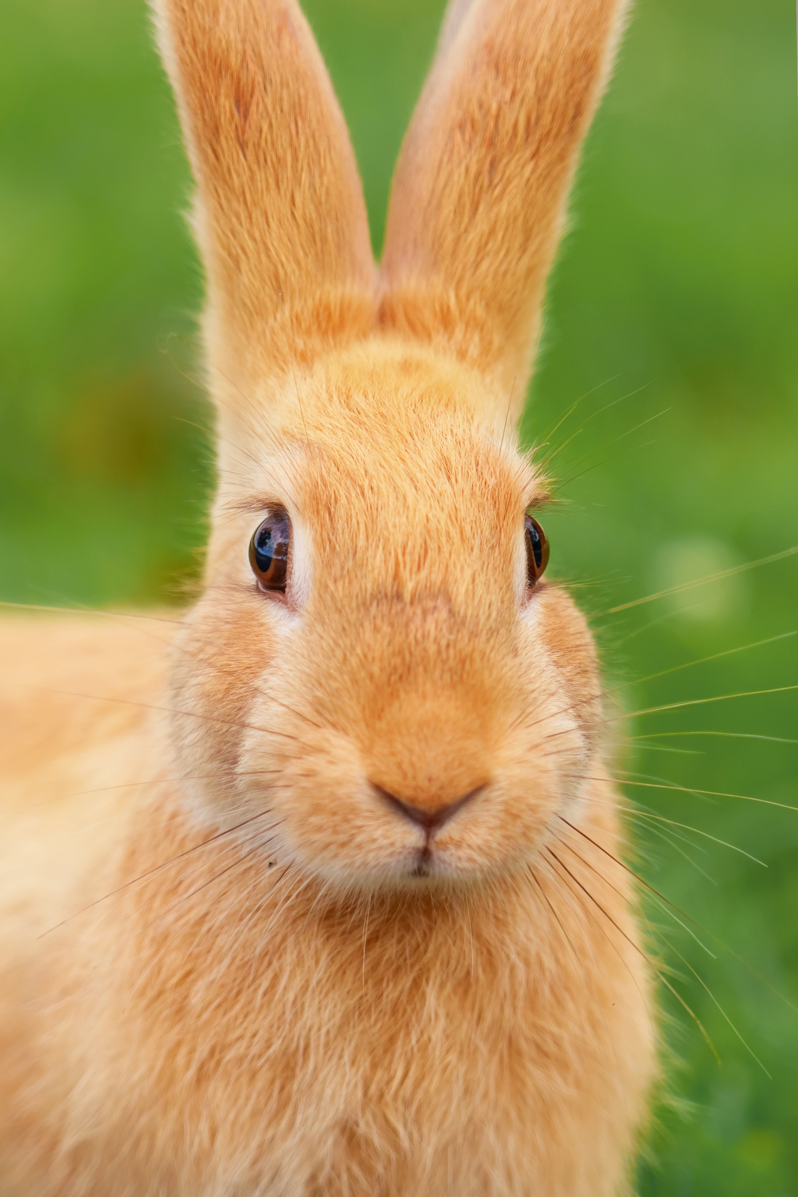 Bunny-Proofing Your Home 101