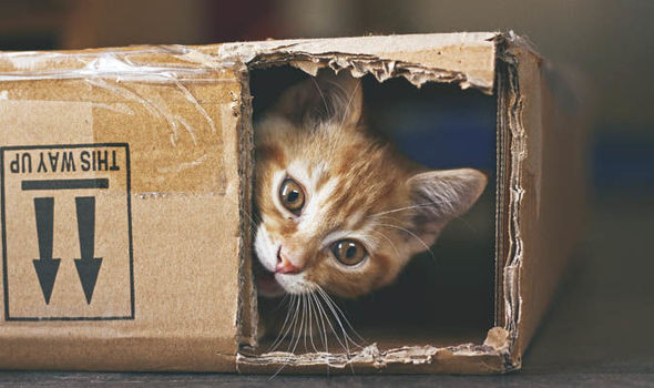 Why does my cat keep chewing electric wires?