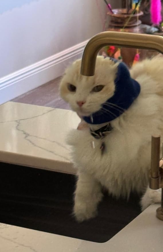 Cat Hoodz for Cats, Anxiety, Grooming, Ear Muffs, Cat Ear Protection, Calming, Ear Compression, Pet Hoodie, Cat Hoodie, Soft-Expandable Fabric for Cats, Great for Stressful situations