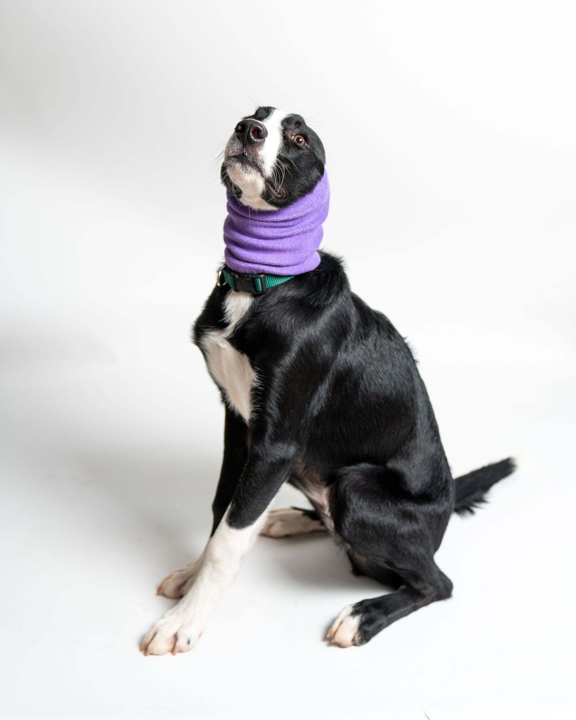 Pet Hoodz for Dogs-Anxiety, Grooming, Ear Muffs, Dog Ear Protection, Calming Hood, Ear Compression, Pet Hoodie, Dog Hoodie, Dog Ear Wrap